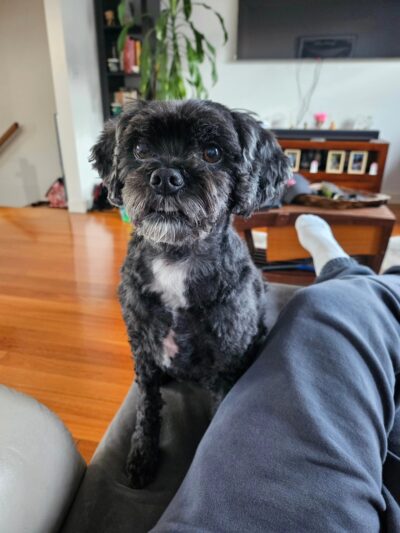 Happy 9th Birthday Tilly