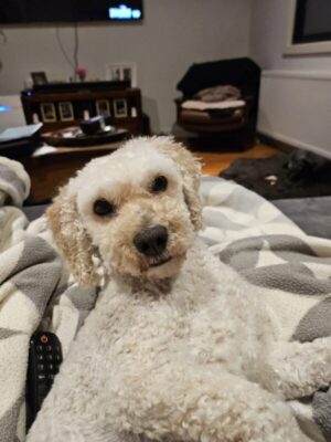 Happy 8th Birthday Henry!